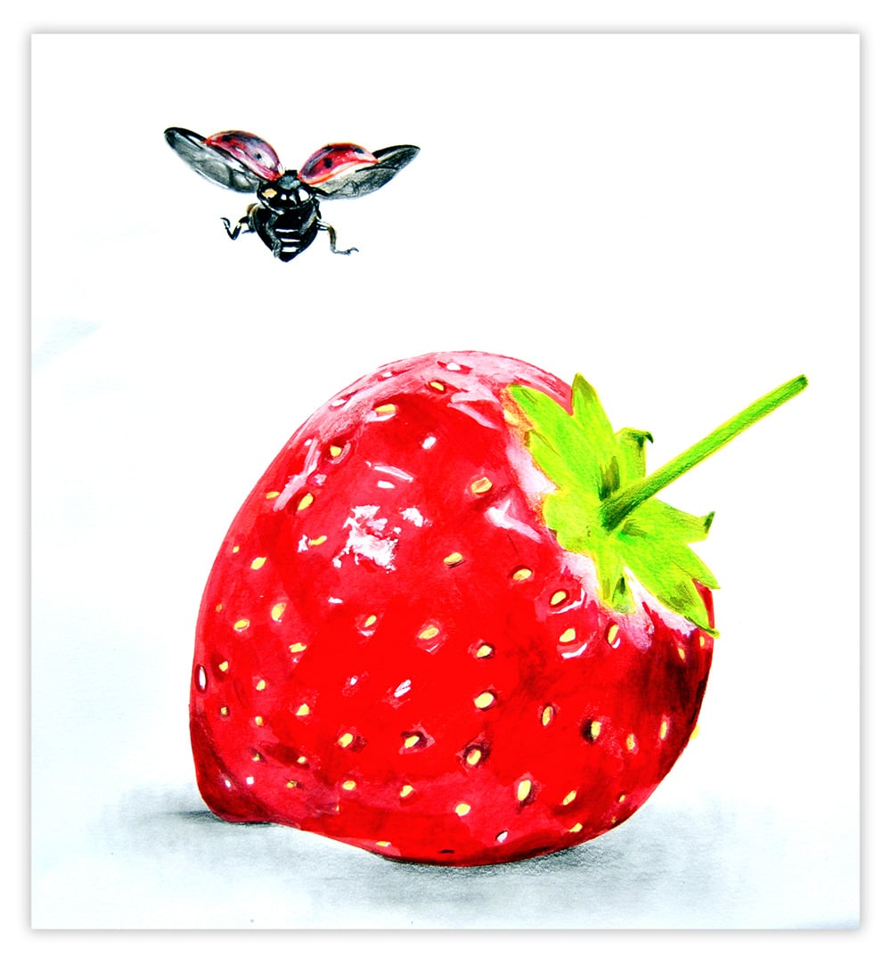 Fly And Strawberry