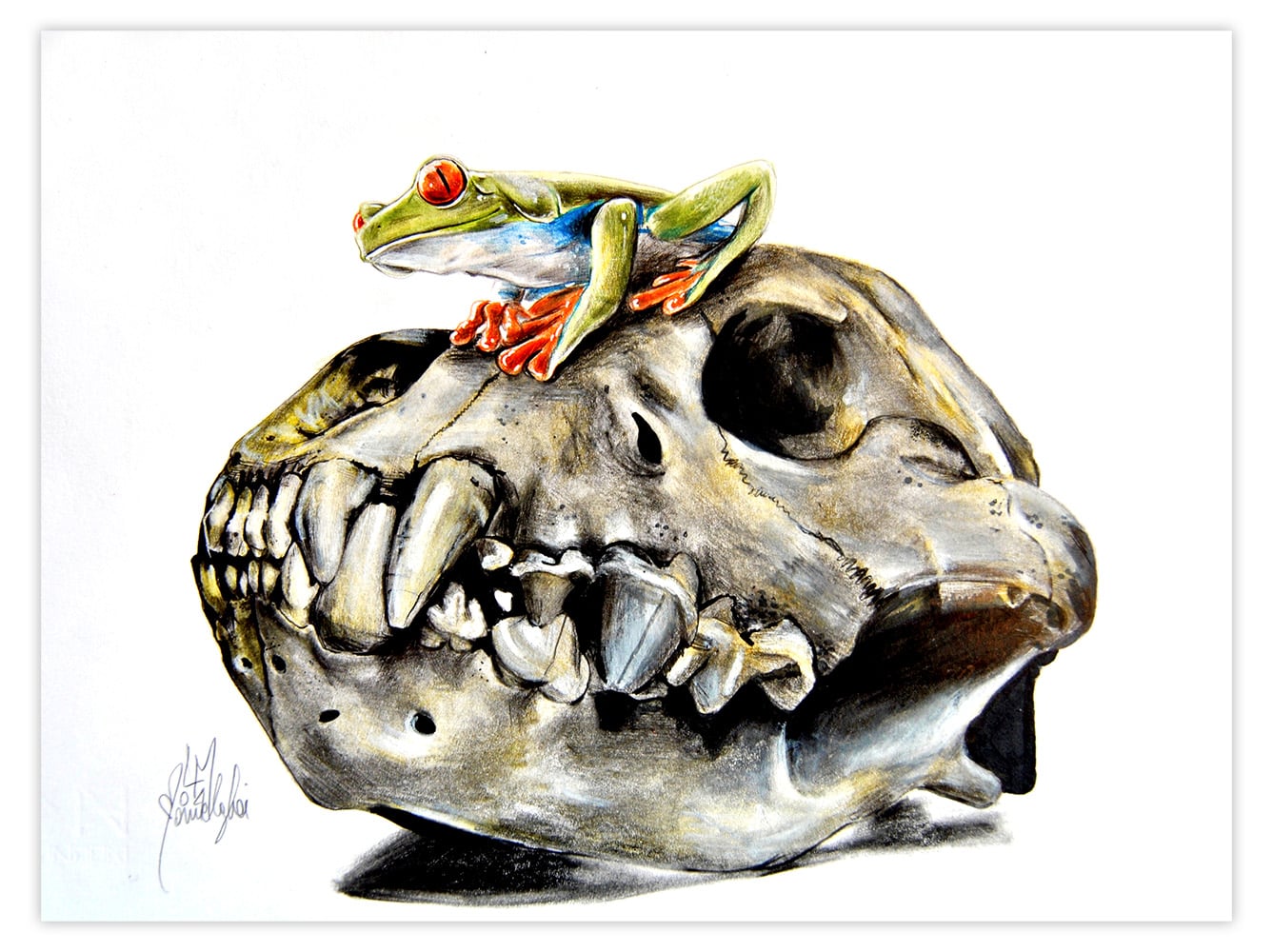 Frog On Skull